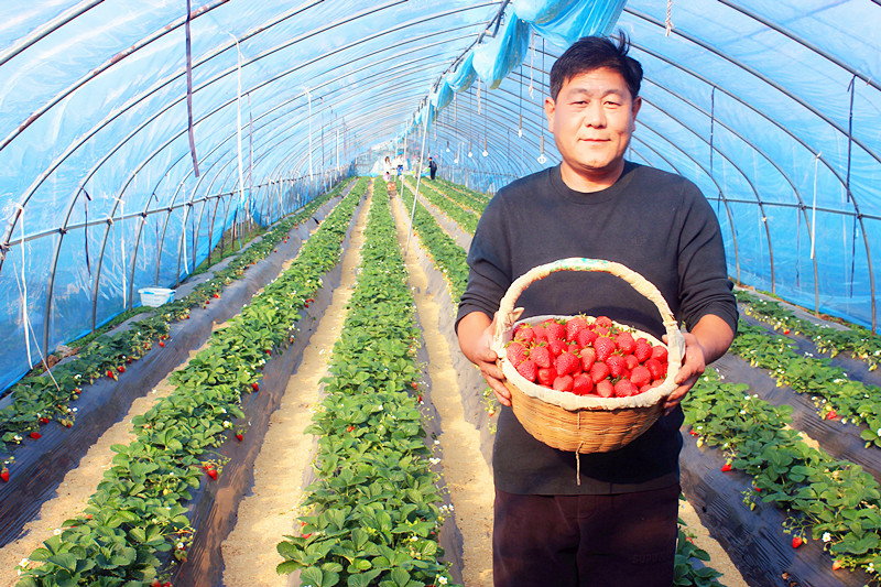 2025��ɽ�|��ݮ�a(ch��n)�I(y��)����A�M���_�����f���R�ϲ�ݮ�@��ժ�ý�