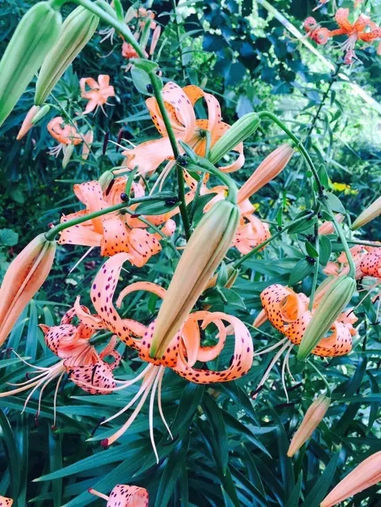 網(wǎng)勢(shì)旅游 本溪自駕兩日游